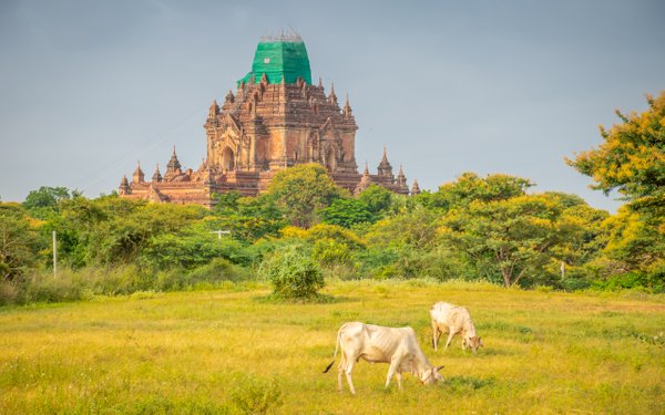 Cows in front of Temple in Bagan