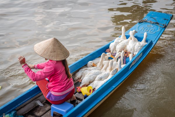 Floating Geese Vendor at Cai Rang Floating Market
