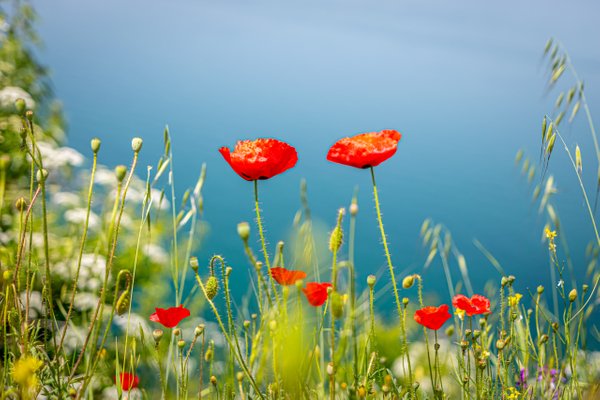 Poppy Flowers at Lake Ohrid
