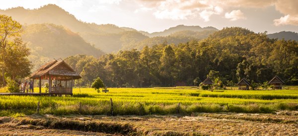 Rice Fields in Pai