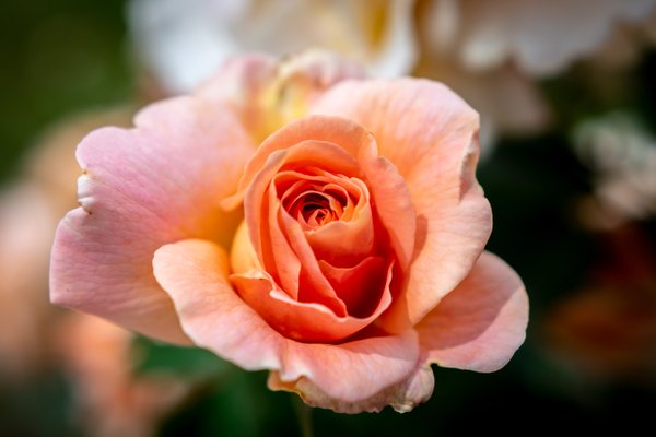 Rose in Rose Society Garden, Baden-Baden