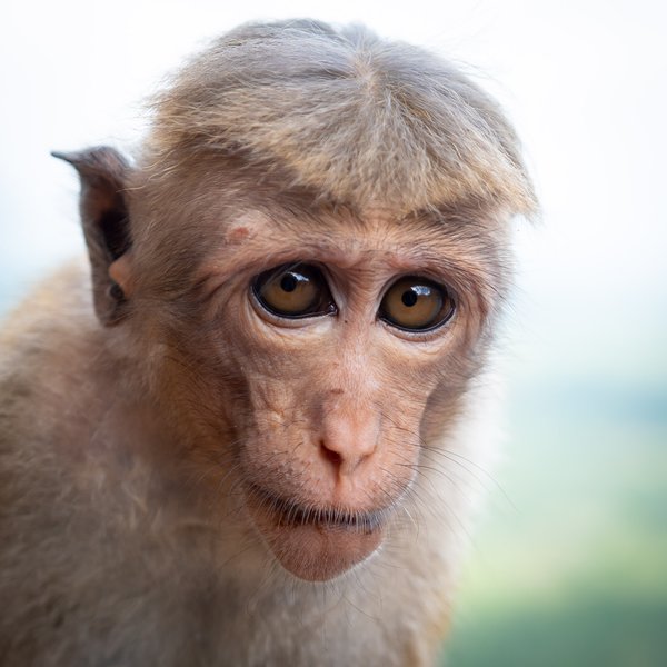 Young Monkey in Sigiriya